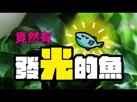 適合養在房間的魚|房間養魚有禁忌？專家解答